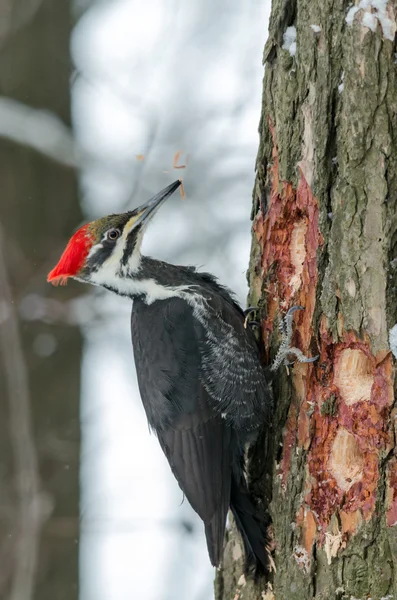 Pileated Woodpecker — Stock Photo, Image