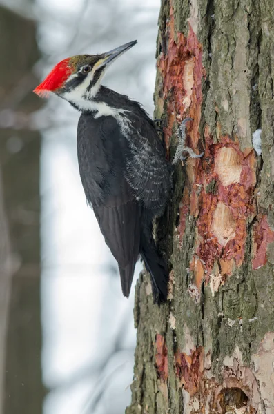 pileated ağaçkakan