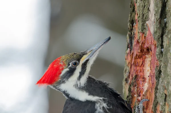 Pileated Woodpecker — Stock Photo, Image