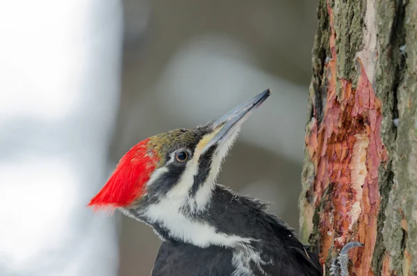 pileated ağaçkakan