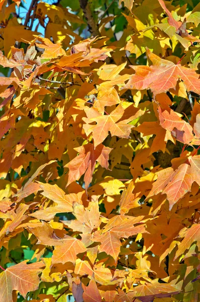 Die bunten Bäume des Herbstes — Stockfoto