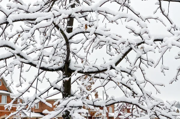 Dia de inverno — Fotografia de Stock