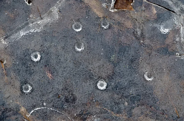 Hoja congelada en hielo —  Fotos de Stock