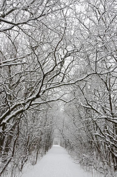 Árboles cubiertos de nieve —  Fotos de Stock