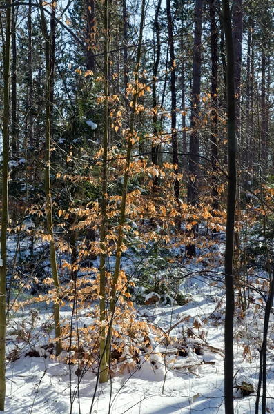 Канадский лес — стоковое фото