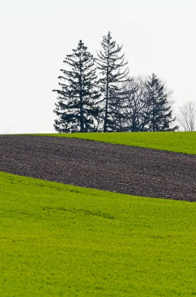 Cultivated farmers field — Stock Photo, Image