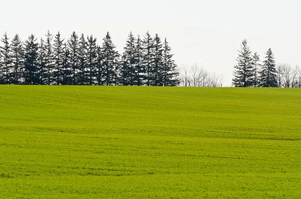 Cultivated farmers field — Stock Photo, Image