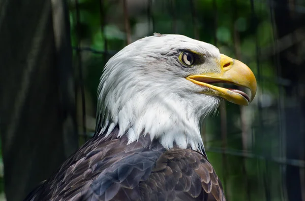 Bald eagle — Stock Photo, Image