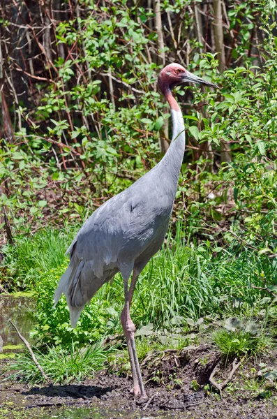 Grulla sarus —  Fotos de Stock