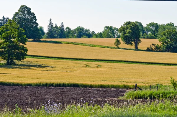 Campo giallo di grano — Foto Stock