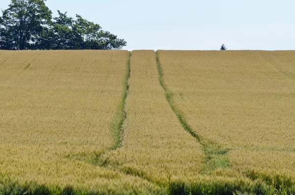 Campo amarelo de trigo — Fotografia de Stock