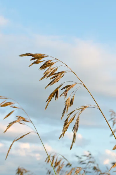 Droog bruin gras — Stockfoto