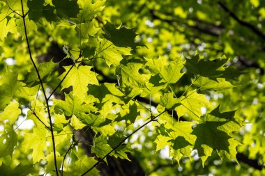 yeşil akçaağaç yaprakları
