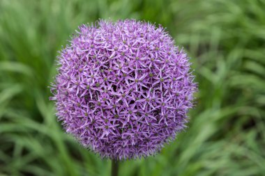 Allium gladyatör