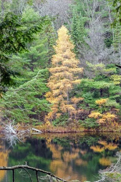 アルゴンキン州立公園の湖 — ストック写真