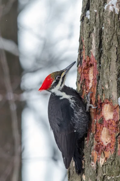 Pileated Woodpecker — Stock Photo, Image