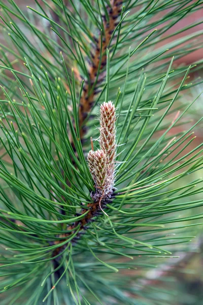 Verse groene fir branch — Stockfoto