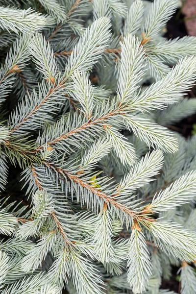 Fresh green fir branch — Stock Photo, Image