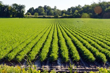 yeşil bitki üzerinde satırları