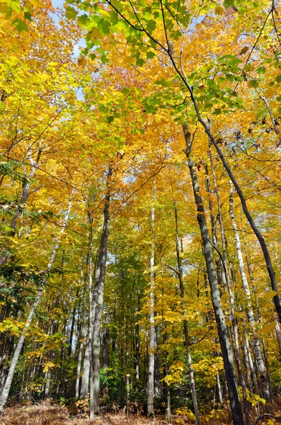 Árboles coloridos de otoño —  Fotos de Stock