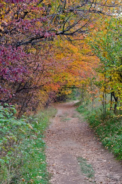 Alberi colorati della caduta — Foto Stock