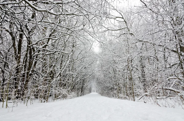 Árboles cubiertos de nieve — Foto de Stock