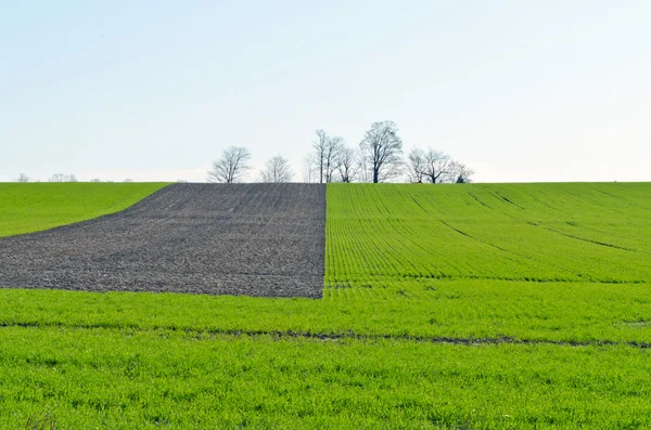 Obhospodařované zemědělci pole — Stock fotografie