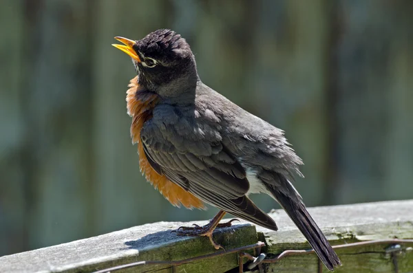 Amerikansk Robin - Stock-foto