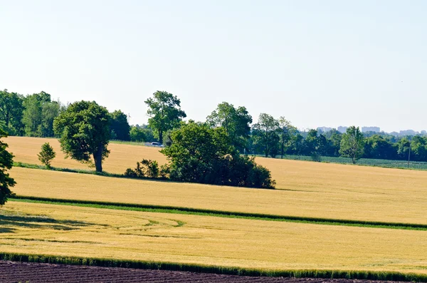 Campo giallo di grano — Foto Stock