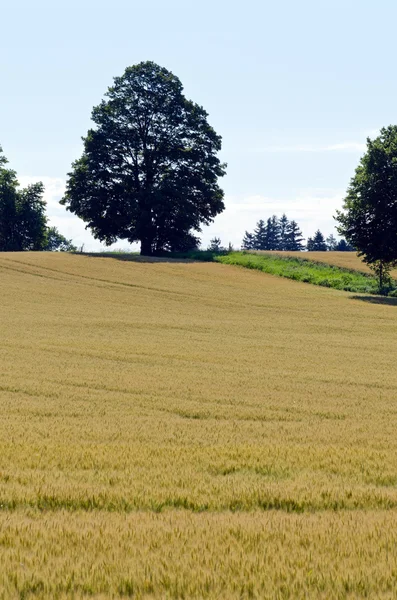 Campo amarelo de trigo — Fotografia de Stock