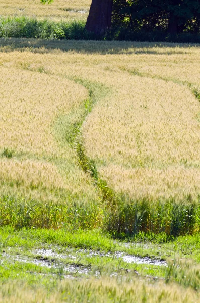 Żółte pole pszenicy — Zdjęcie stockowe