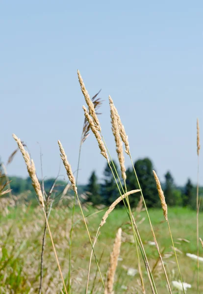 乾いた茶色の草 — ストック写真
