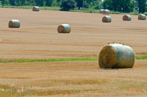 Vetefält — Stockfoto