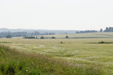 Görünüm alanları ve orman
