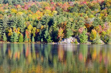 Orman göl üzerindeki gündoğumu