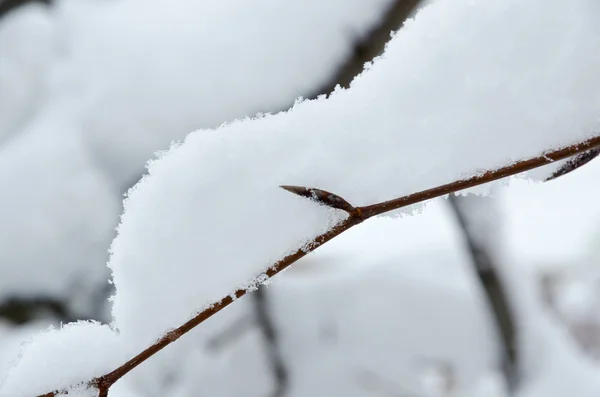 Boom in de sneeuw — Stockfoto