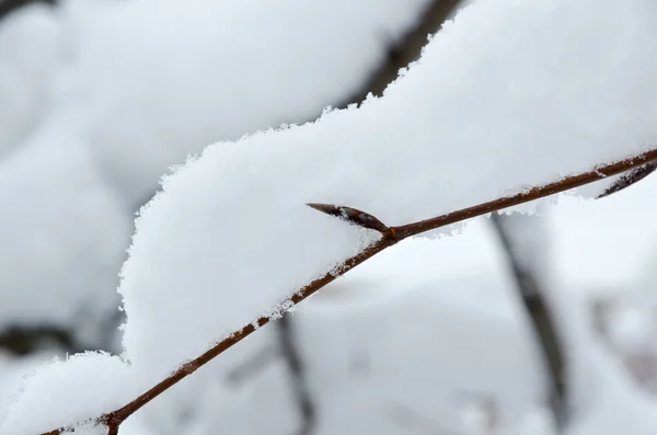 Árbol en la nieve —  Fotos de Stock