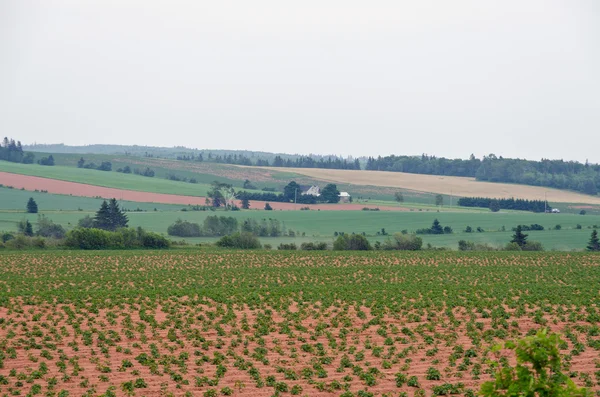 Vista de campos y bosques —  Fotos de Stock