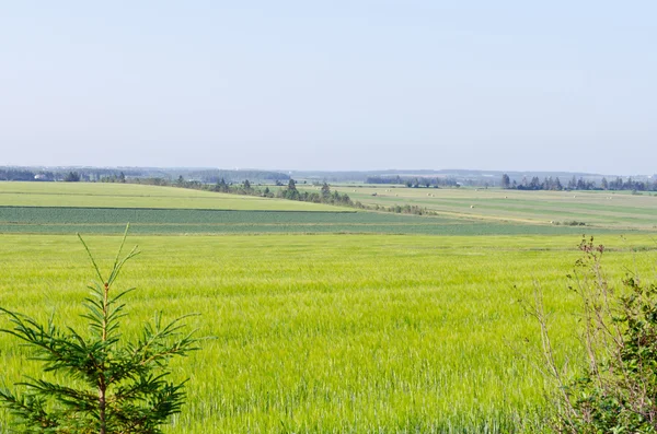 View of fields and forests — Stock Photo, Image