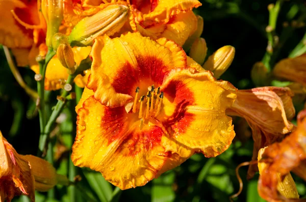 Daylily — Stok fotoğraf