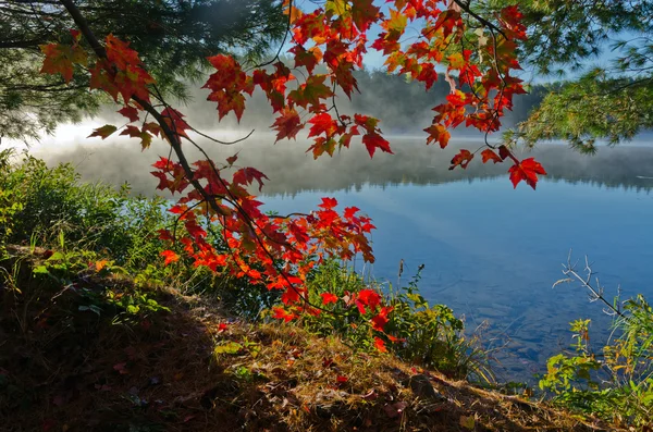 Sunrise above forest lake — Stock Photo, Image