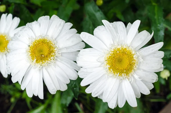 Güller — Stok fotoğraf