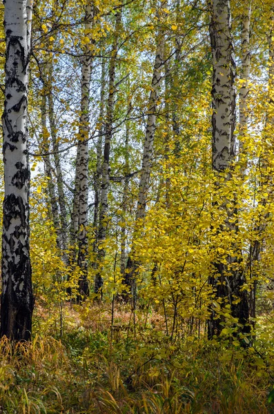Forest in fall — Stock Photo, Image
