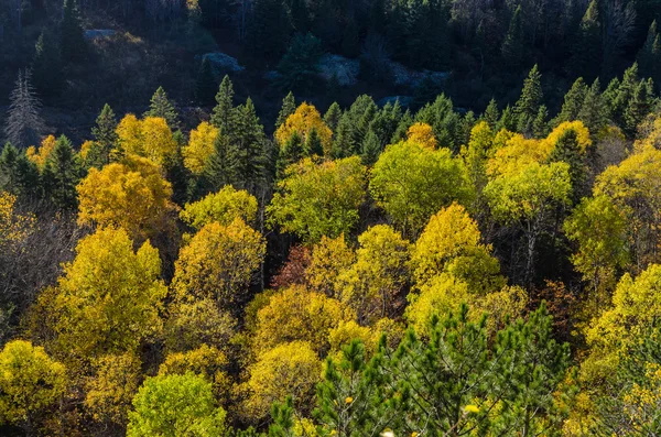 Färgglada träd — Stockfoto