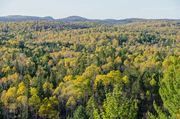 Färgglada träd — Stockfoto