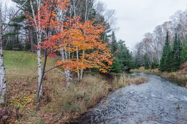 Alberi colorati — Foto Stock