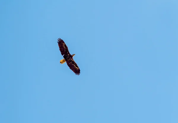 Flying bald eagle — Stock Photo, Image