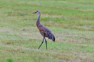 Yeşil çimenlerin üzerinde Sandhill crane.