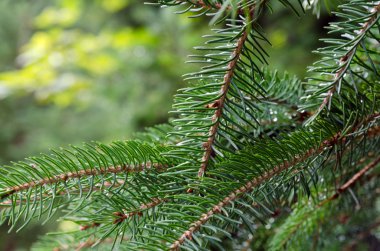 Kanada'da sonbahar günü