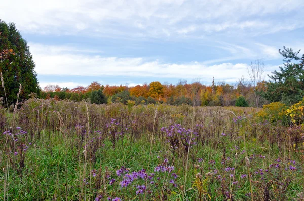 Herfstdag in Canada — Stockfoto